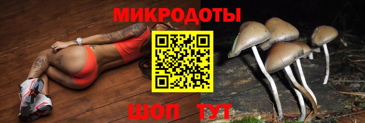 Галлюциногенные грибы Psilocybine cubensis Полысаево
